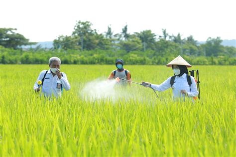 Masuki Musim Tanam Stok Benih Dan Pupuk Subsidi Di Banyuwangi Aman