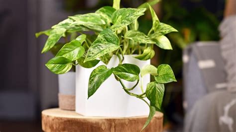 Pothos Leaves Curling The Causes And Solutions