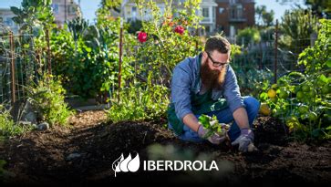 Qu Es Un Huerto Urbano Y C Mo Hacer Uno Iberdrola