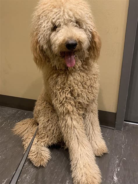 Before V After First Grooming Rgoldendoodles