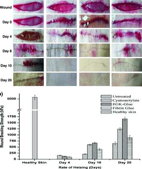 In Vivo Incision Wound Model On Albino Wistar Rats A Tissue