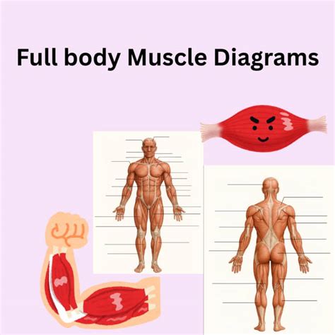 Full Body Muscle diagrams by Chalk the Change | TPT