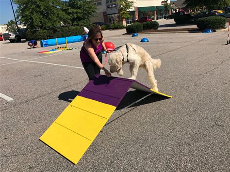 Agility/ Obstacle Course | Training Your Best Friend