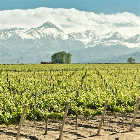 11 Must Visit Mendoza Wineries Savored Journeys