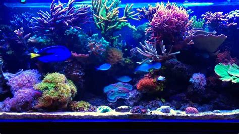 Aquarium Récifal Reef Tank YouTube