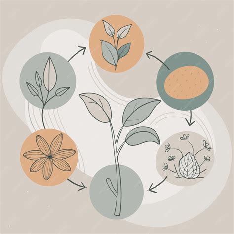 Ciclo De Vida Da Planta - Projeto do ciclo de vida da planta uma representação visual do ciclo de ...
