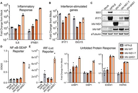 Frontiers Modulation Of Influenza A Virus Ns Expression Reveals