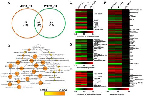 Frontiers Over Expression Of Oshox24 Confers Enhanced Susceptibility To Abiotic Stresses In