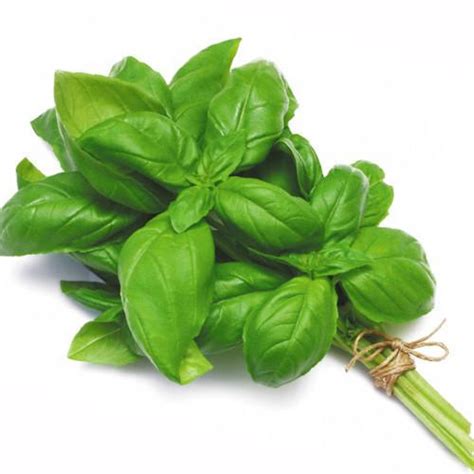 fresh basil  pkt   cooper