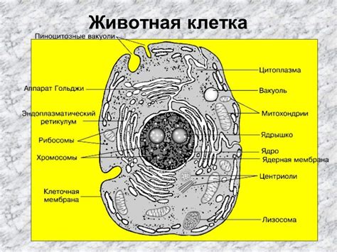 Цитоплазма рисунок черно белый (45 фото)