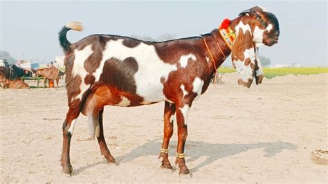 Pregnant Goats In Bakra Mandi Sahiwal Big Size Amritsari Beetal