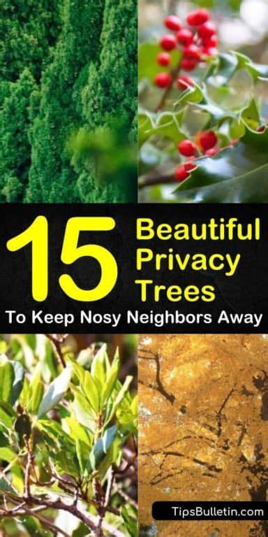 15 Beautiful Privacy Trees To Keep Nosy Neighbors Away Artofit