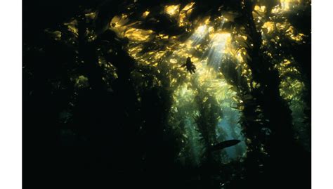 To The Limit Long Term Study Reveals How Kelp Forests Respond To