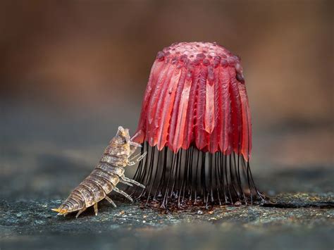 Macro Photos By Barry Webb Highlight The Spectacular Diversity Of Slime