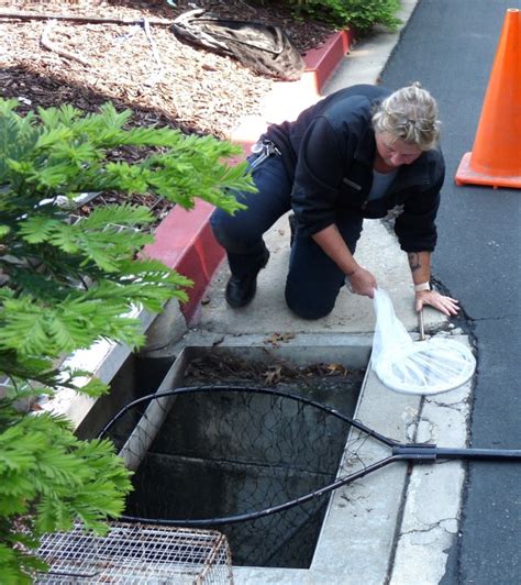 11 Ducklings Rescued From Santa Clara Sewer Drain Kron4