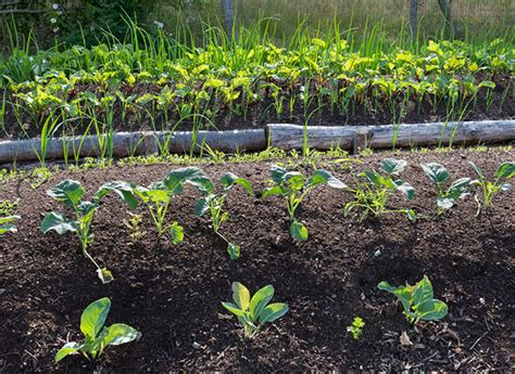 Comment Cr Er Une Butte De Permaculture Au Potager Hugelkultur