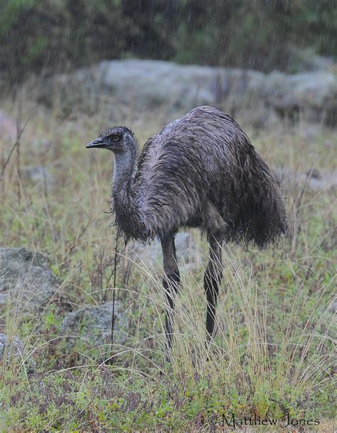 Cassowaries Emu Casuariidae Flickr