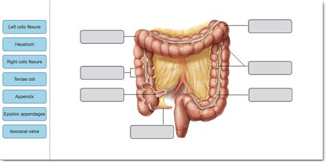 Solved Left colic flexure Haustrum Right colic flexure | Chegg.com