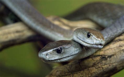 Black Mamba