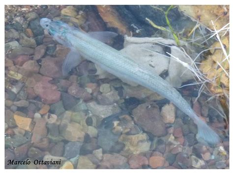 Pejerrey Patag Nico Odontesthes Hatcheri Ecoregistros