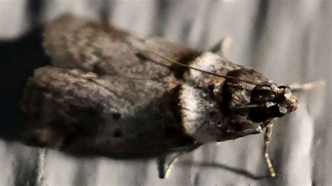 Hickory Shoot Borer Moth And Allies From Shepard Settlement Onondaga