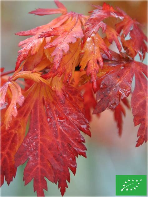 Acer Japonicum