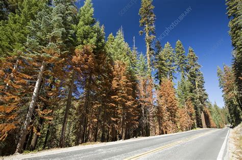 Wildfire damage in Yosemite National Park - Stock Image - C024/5603 - Science Photo Library