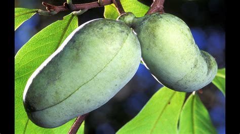 Planting Paw Paw Fruit Trees Food Forest Update Wild American Fruit