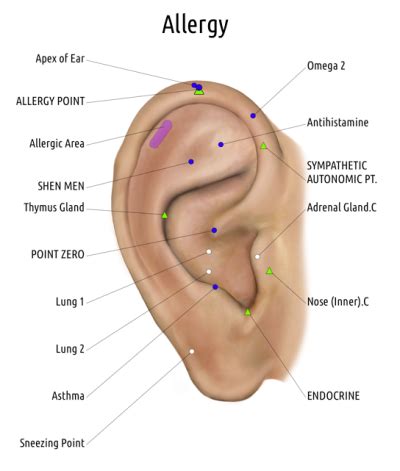 Ear Acupuncture Auricular Irvine Acupuncture