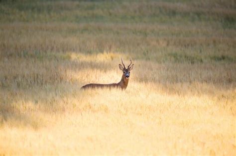 Premium Photo | 4k image alert gazelle keeping watch for predators in ...