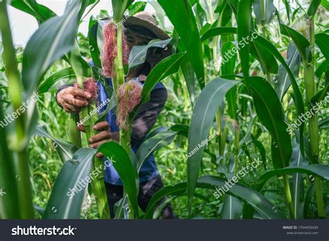 Farmer Harvesting Baby Corn On Commercial Stock Photo 1794459439 ...