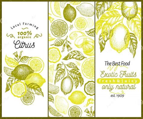 Vintage Citrus Banner Template Set Lemon Tree Design Hand Drawn Vector Fruit Illustration