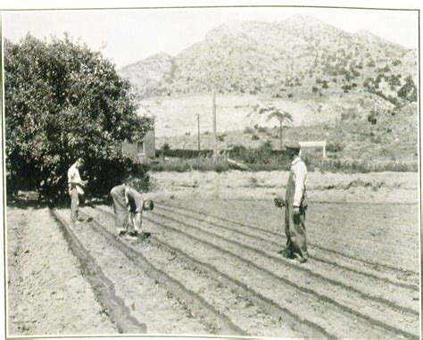 Trenched Celery Blanched Celery And Pascal Celery The Forgotten Story