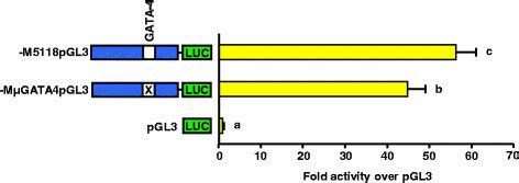 Mutation Of The Meishan Specific Gata Binding Site Diminished