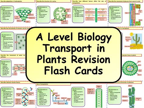 A Level Biology Transport In Plants Revision Flash Cards Teaching