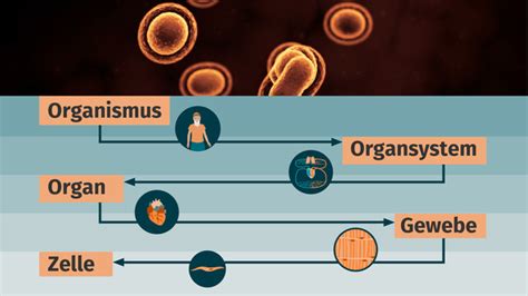 Organisationsebenen Von Tier Und Pflanzenzellen Inkl Übungen
