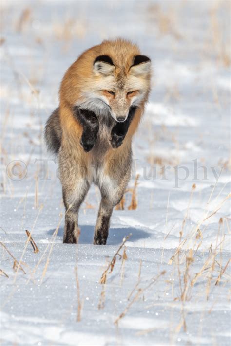 Red Fox Jumping Hunting Tom Murphy Photography