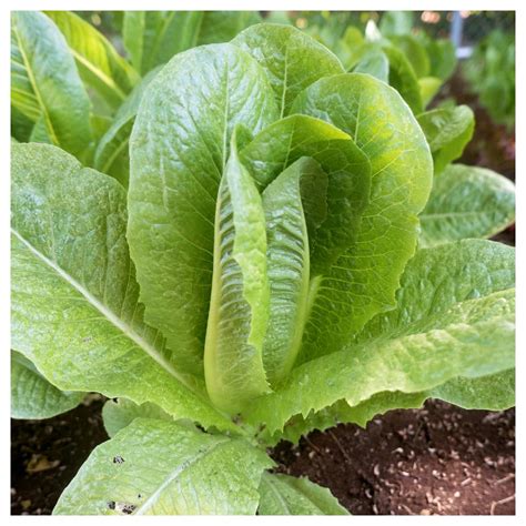 Everwilde Farms 500 Organic Parris Island Cos Romaine Lettuce Seeds Gold Vault Jumbo Bulk