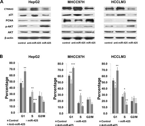 Mir 425 Regulates Hcc Cell Cycle Progression By Inhibiting Ctnna3 A Download Scientific