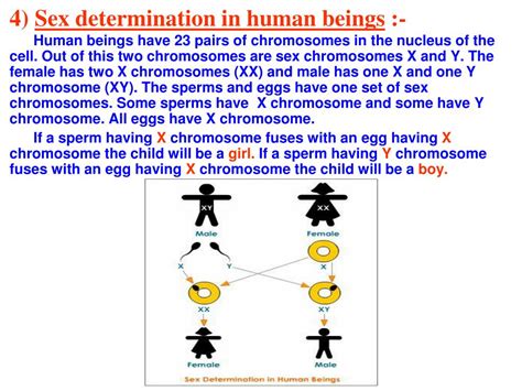 Ppt Chapter 9 Heredity And Evolution Powerpoint Presentation Free