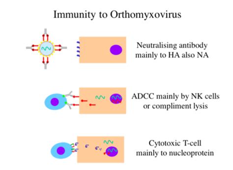 Orthomyxovirus pt 2 Flashcards | Quizlet