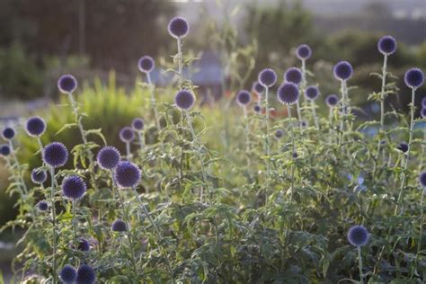 The Sun Shines On Some Purple Flowers