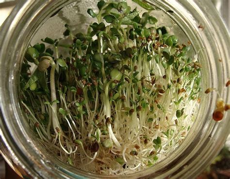 Grow Sprouts In A Jar Backyard Diva