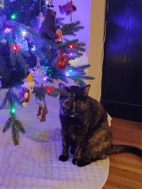 Rex Parker Does the NYT Crossword Puzzle: Small stretches, perhaps