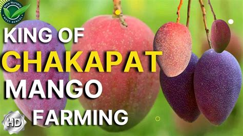 King Of Chakapat Farming For Beginners Chakapat Mango Farming Full Information কিং অফ