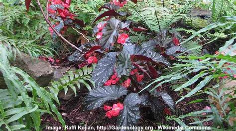 Angel Wing Begonia: Flowers, Leaves - Care Guide (Pictures)