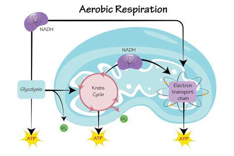 Ilustraci N De Vector De Respiraci N Aer Bica Vector En Vecteezy