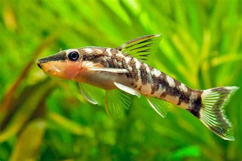 Which Plecos Can Live In 20 Gallons With 15 Examples Pet Fish Online