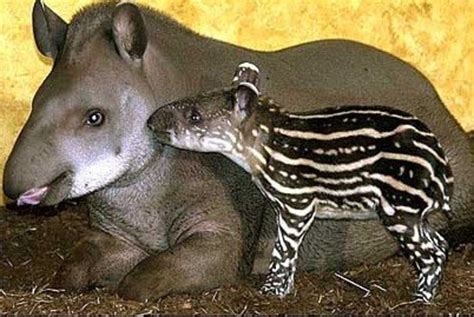 25 Most Amazing and Unusual Animals on Earth - HubPages