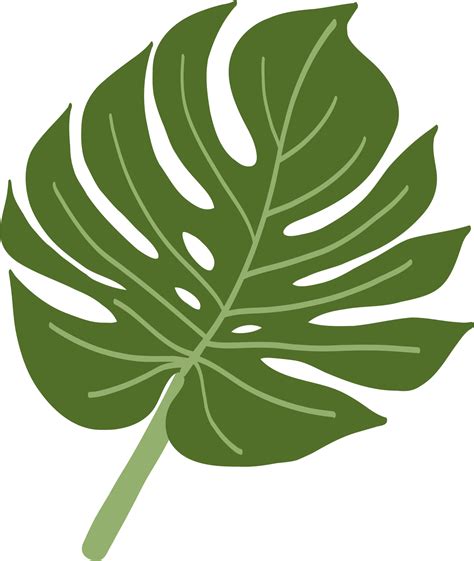 Simplicity Monstera Leaf Freehand Drawing 22130355 PNG